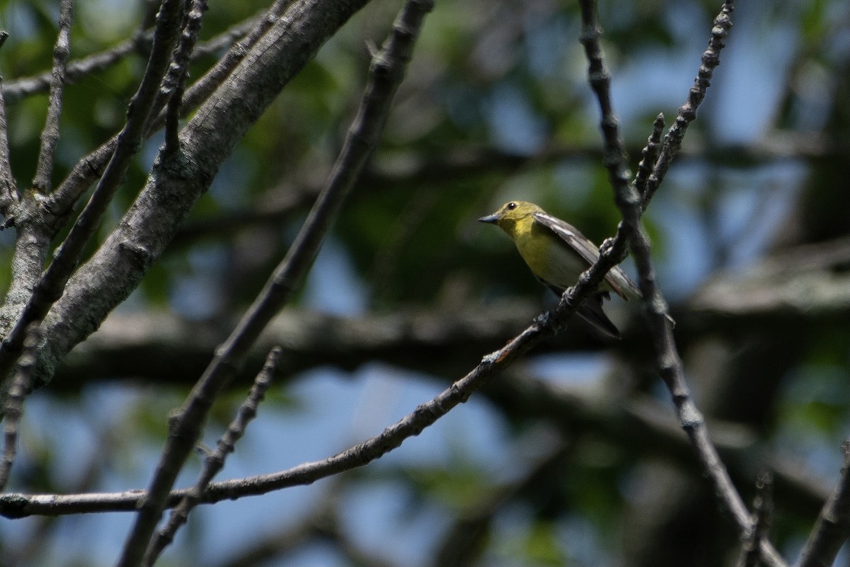 Yellow-throated Vireo - Jay Rand