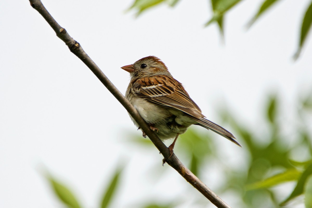 Field Sparrow - ML351355451