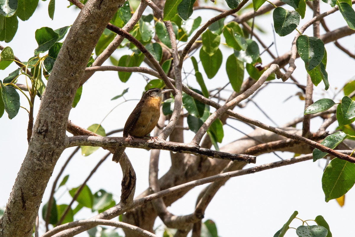 Carolina Wren - Lorraine Morecraft