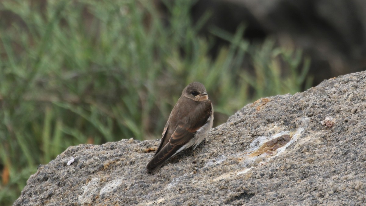 Northern Rough-winged Swallow - ML351356691