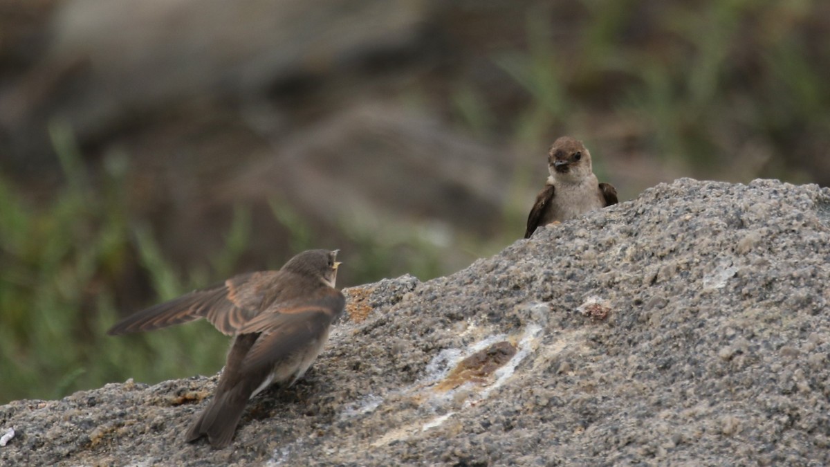 Northern Rough-winged Swallow - ML351356771