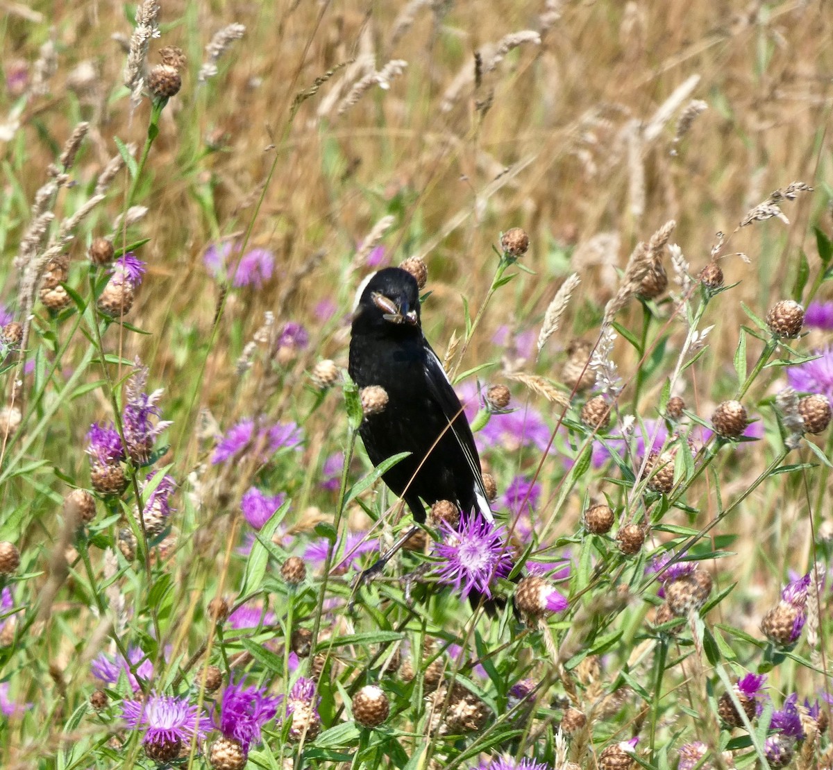 bobolink americký - ML351357251