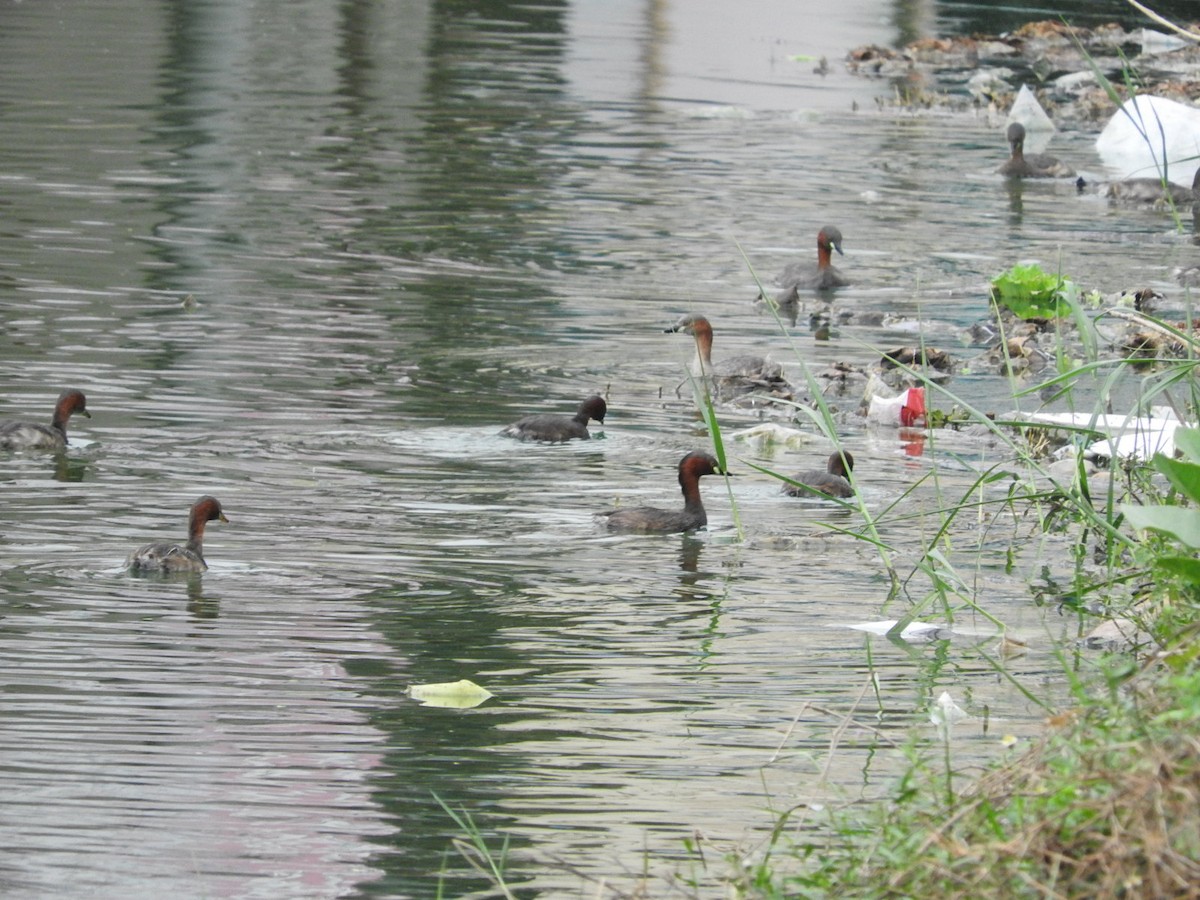 Little Grebe - ML35135731