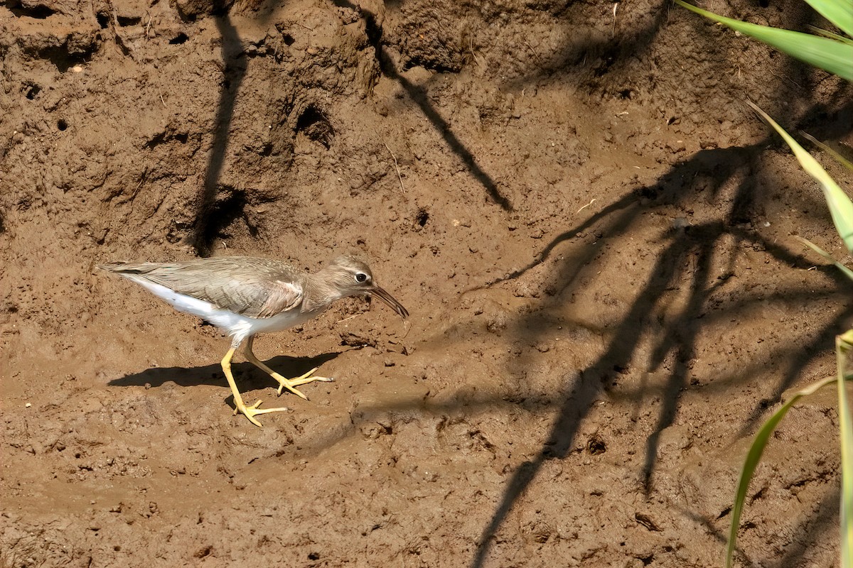 Spotted Sandpiper - ML351357401