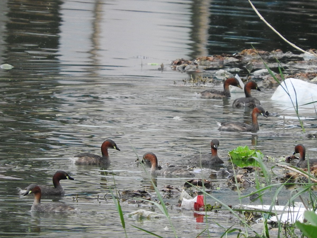 Little Grebe - namassivayan lakshmanan