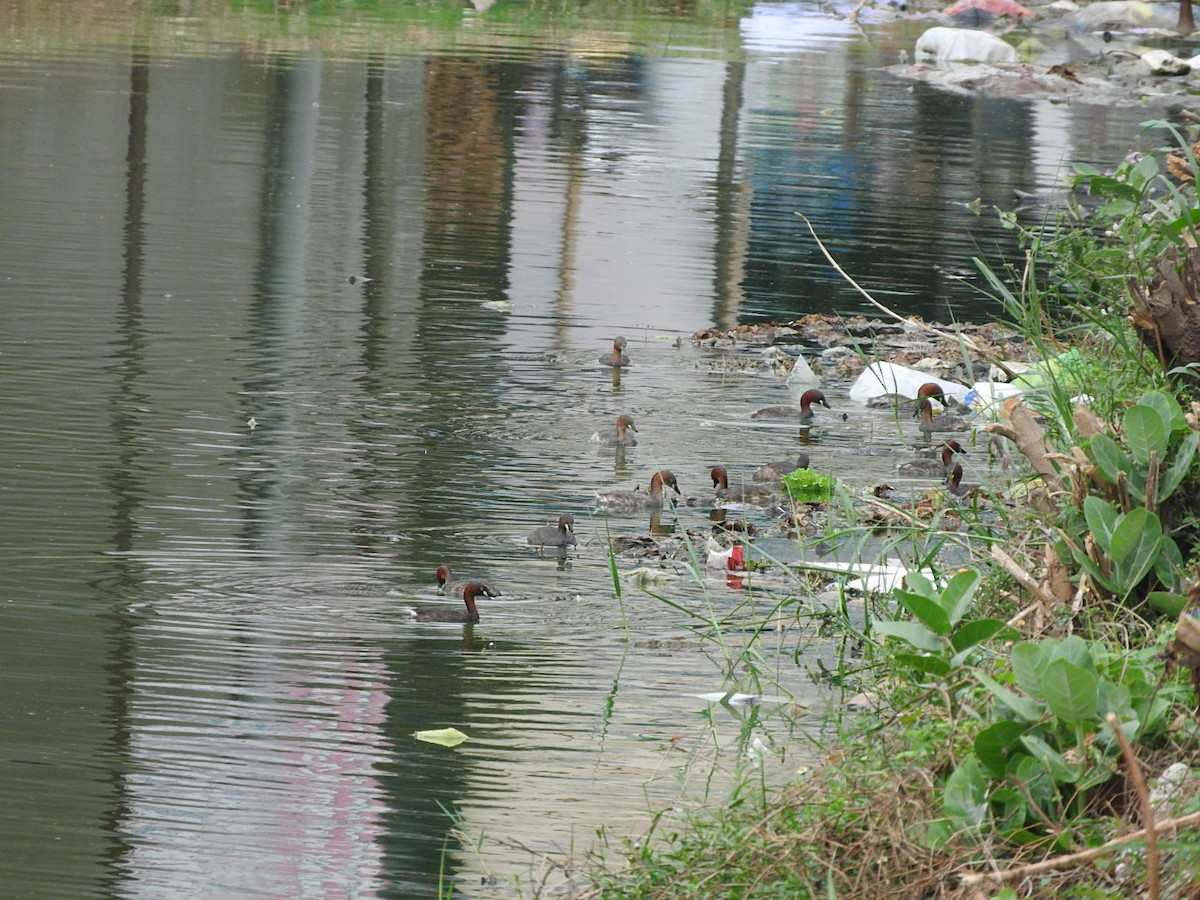 Little Grebe - ML35135761