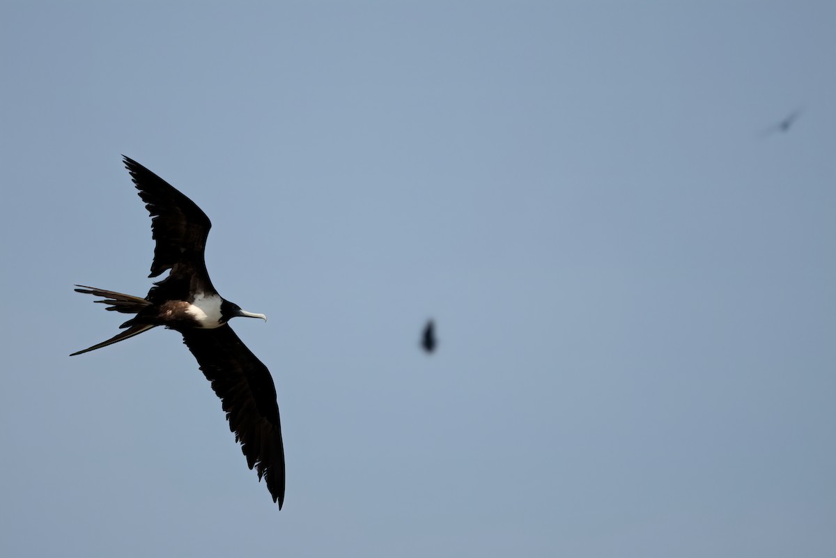 Magnificent Frigatebird - ML351357671