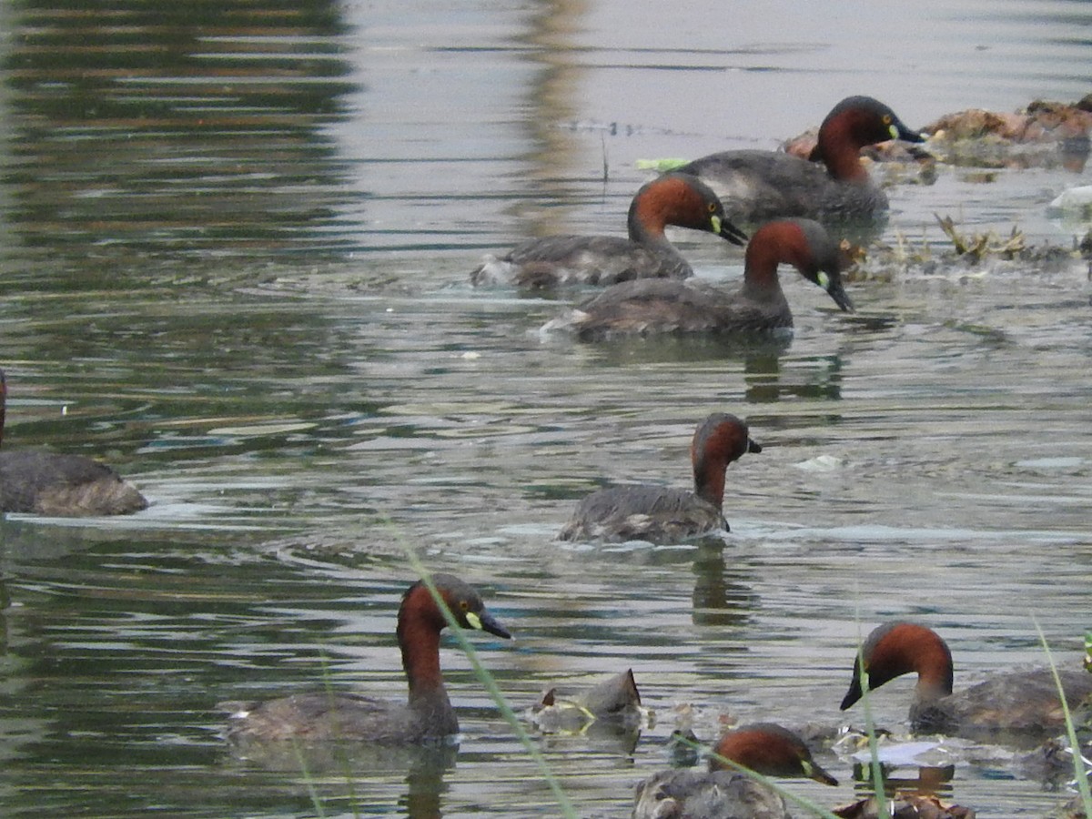 Little Grebe - ML35135771