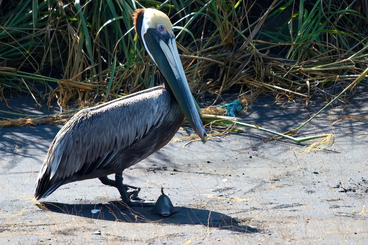 Brown Pelican - ML351357831