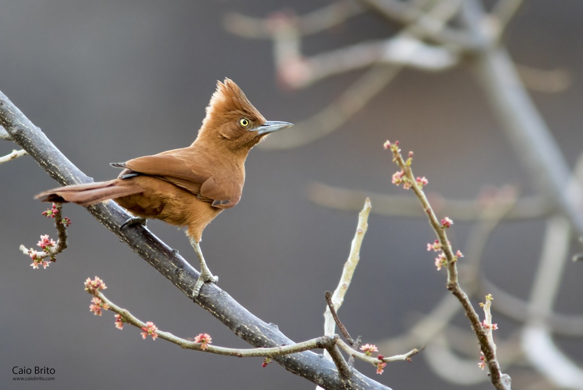 Caatinga Cacholote - Caio Brito | Brazil Birding Experts