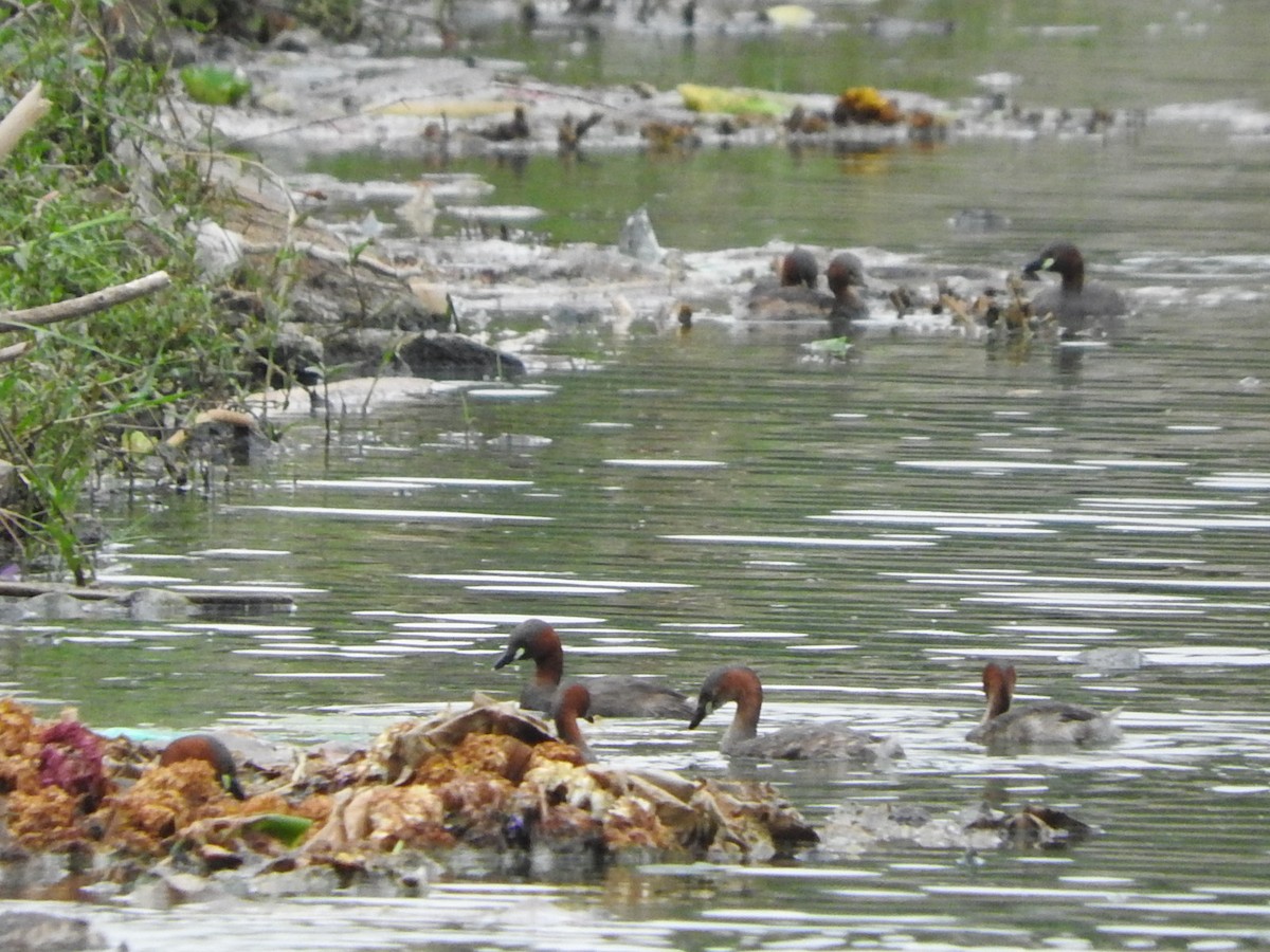 Little Grebe - ML35135831