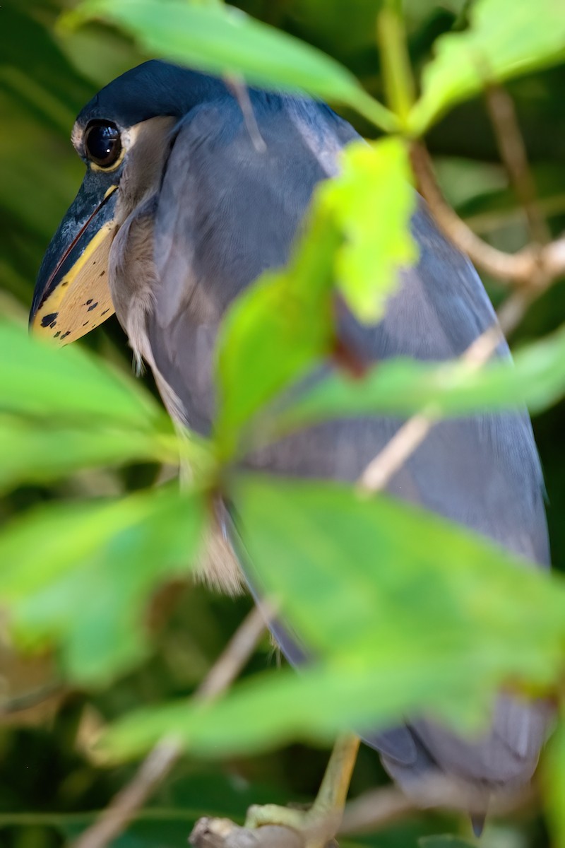 Boat-billed Heron - ML351358321