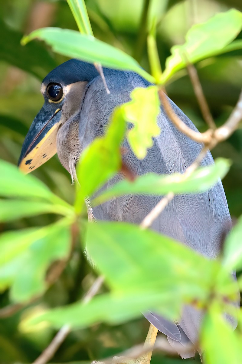 Boat-billed Heron - ML351358331