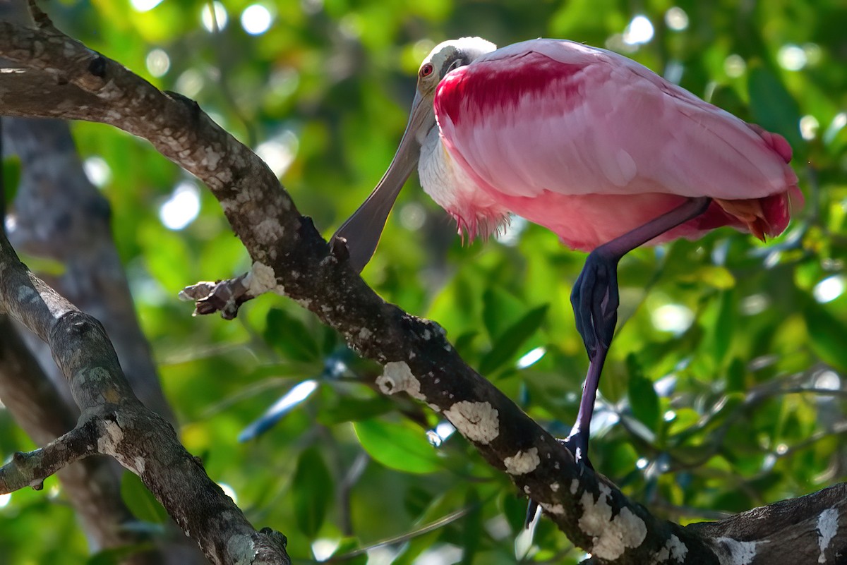 Roseate Spoonbill - ML351358441