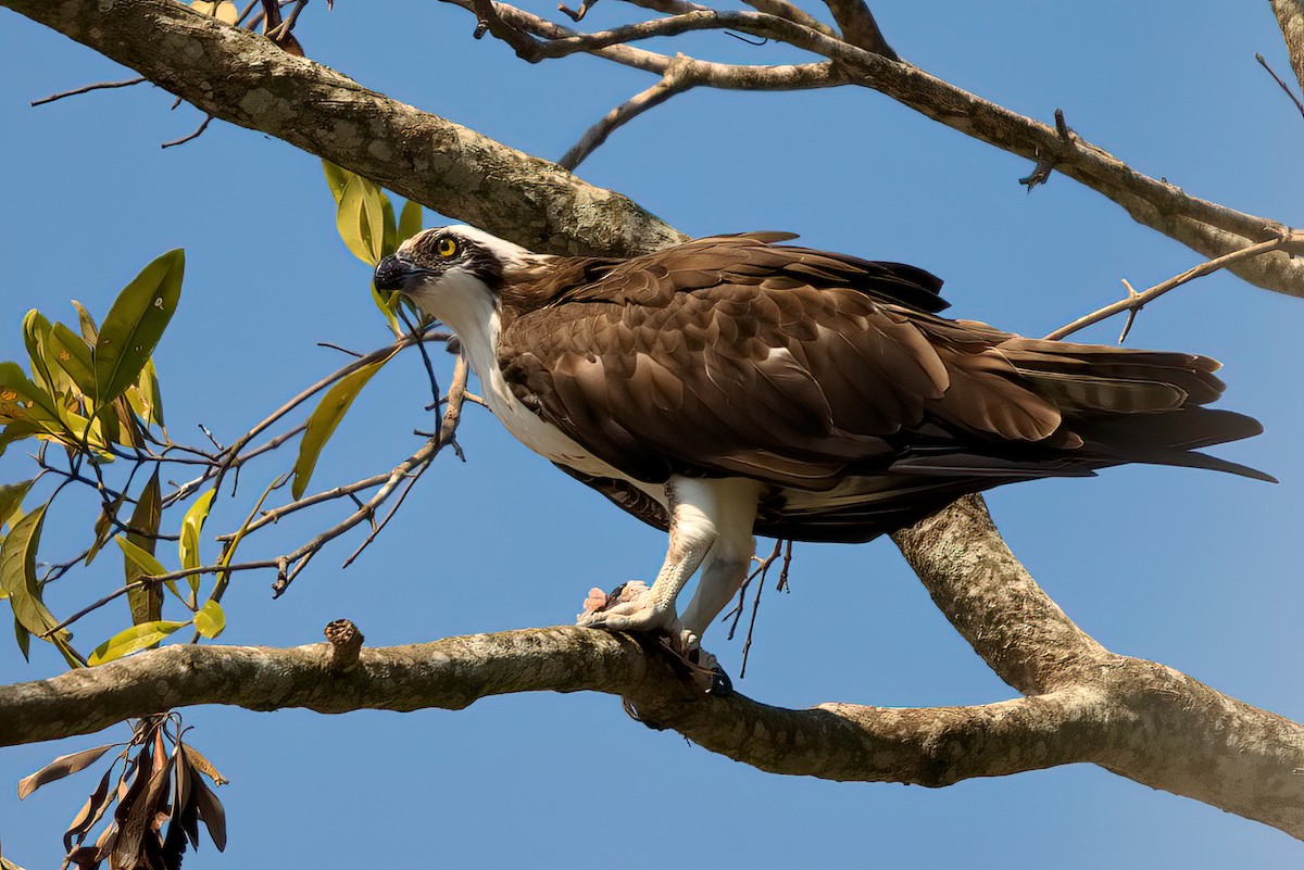 Águila Pescadora - ML351358551