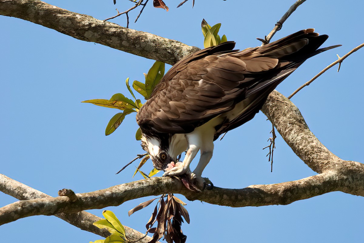 Águila Pescadora - ML351358561