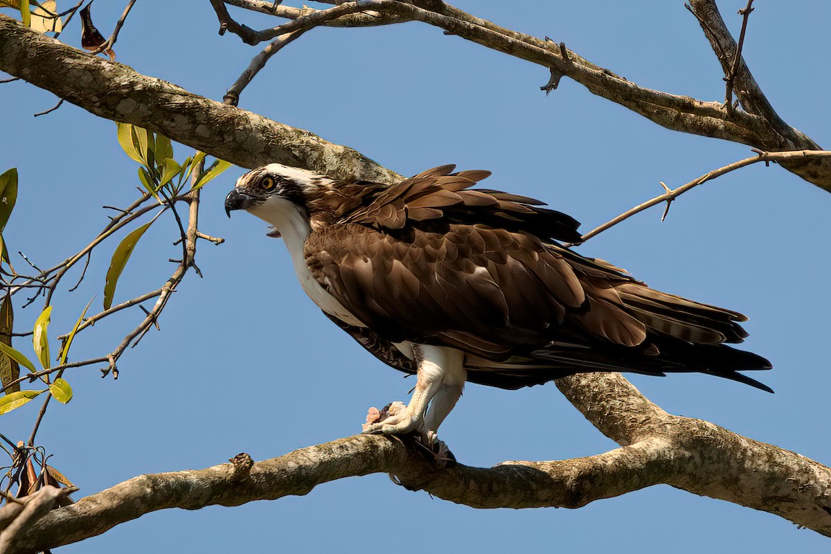 Osprey - Jaap Velden