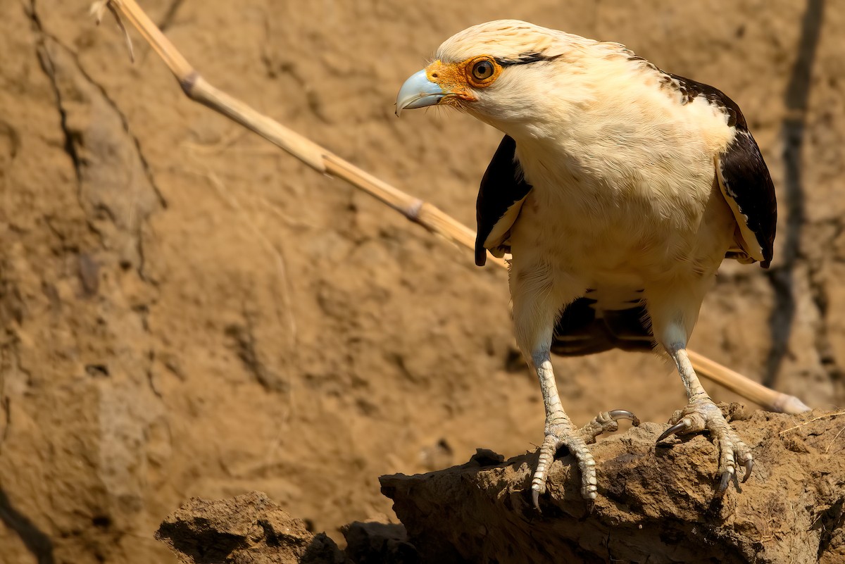 Caracara à tête jaune - ML351358781