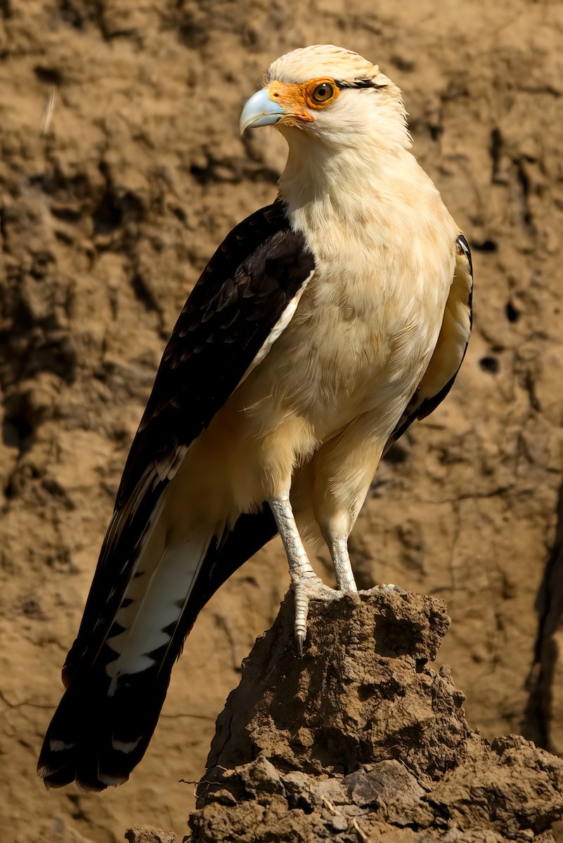 Caracara à tête jaune - ML351358801