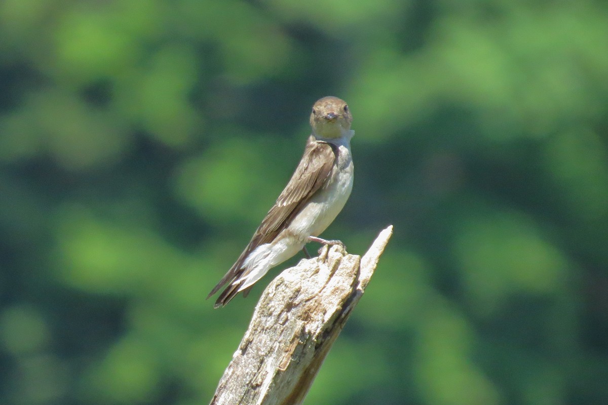 Northern Rough-winged Swallow - ML351359491