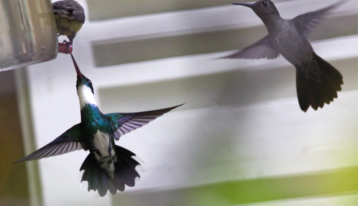 White-throated Hummingbird - ML35136101