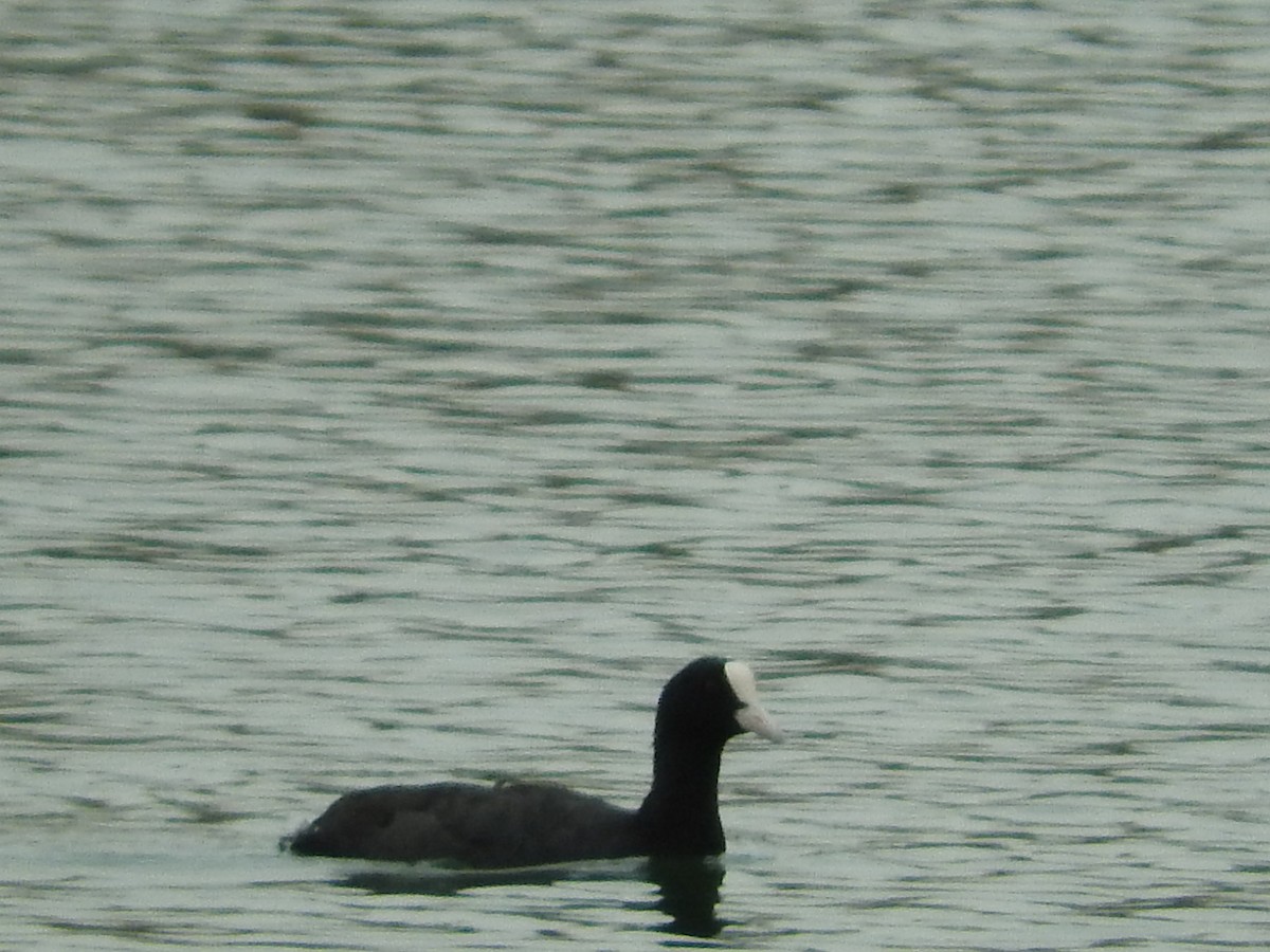 Eurasian Coot - ML35136131