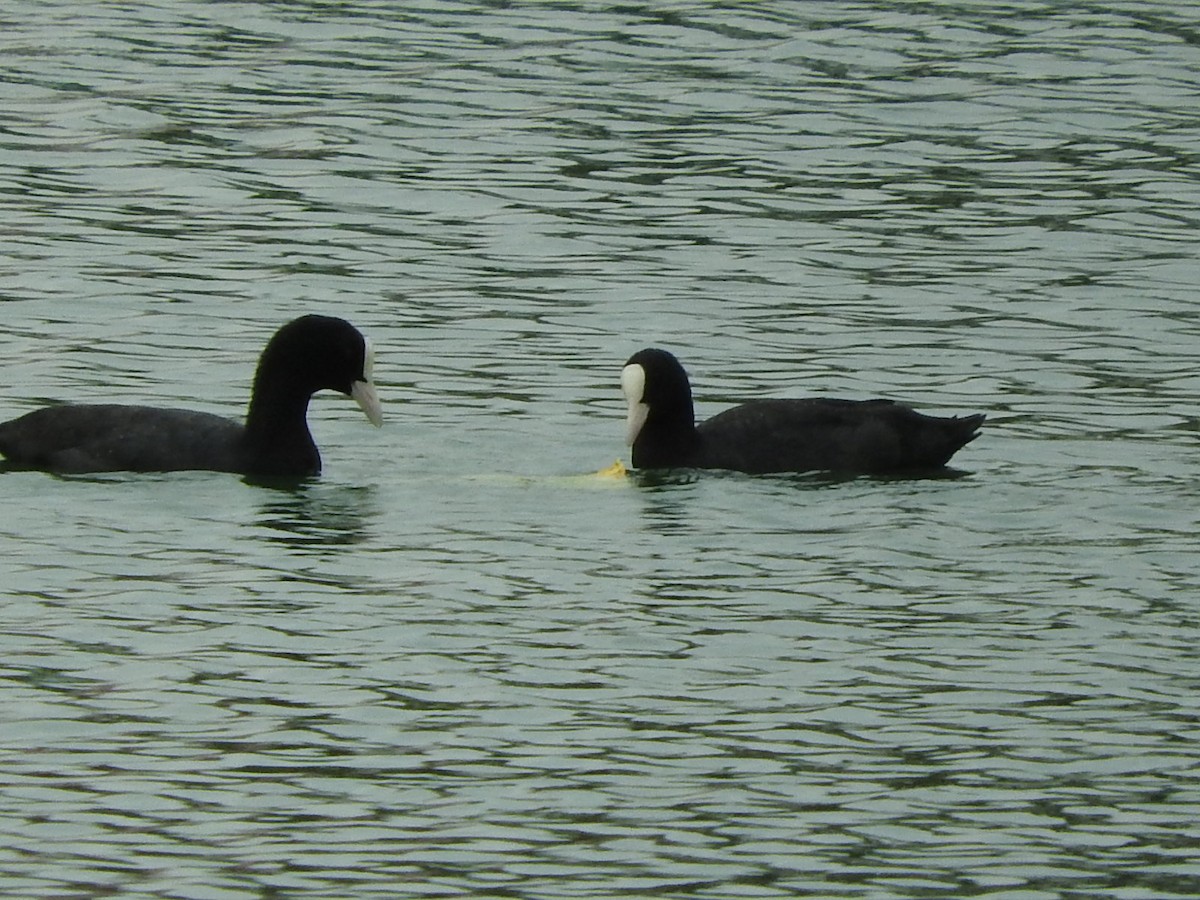 Eurasian Coot - ML35136141