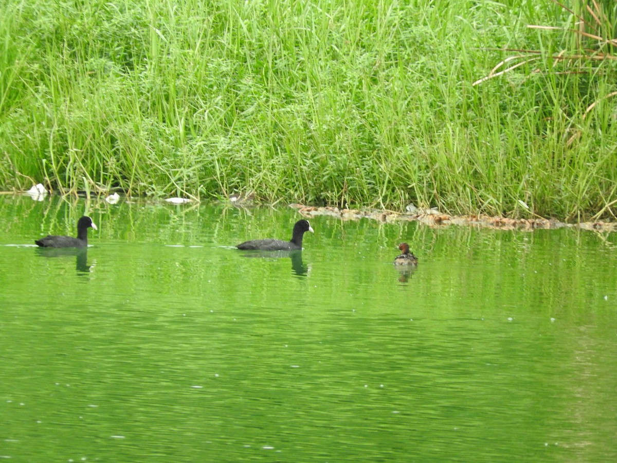 Eurasian Coot - namassivayan lakshmanan