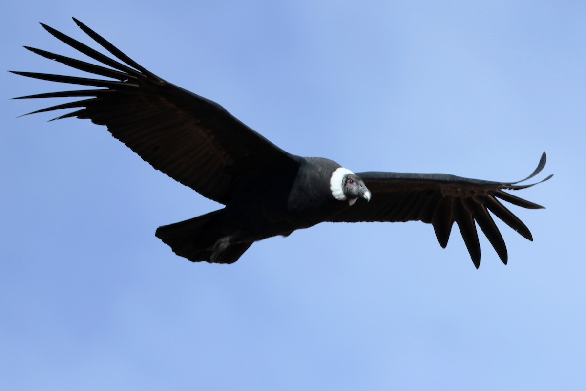 Andean Condor - Dietmar PETRAUSCH