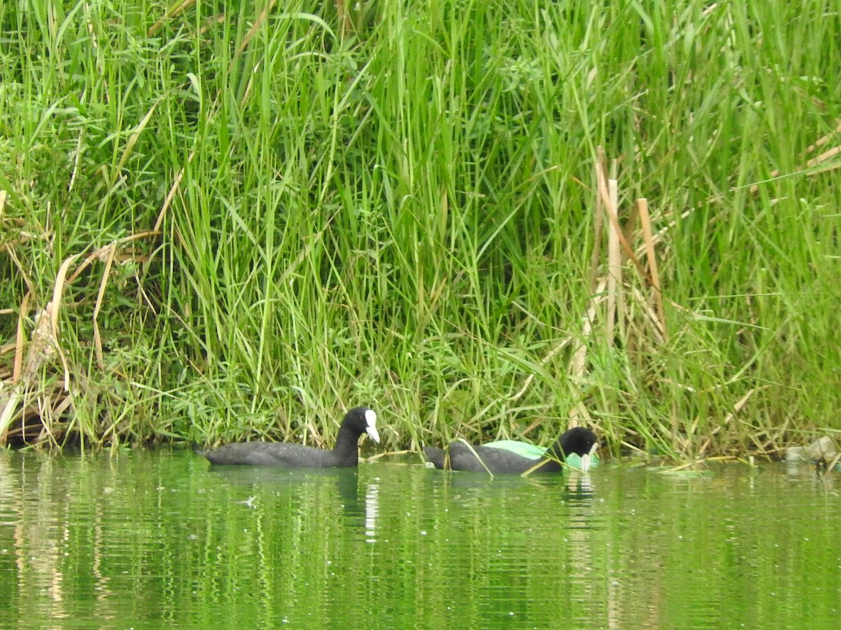 Eurasian Coot - ML35136181