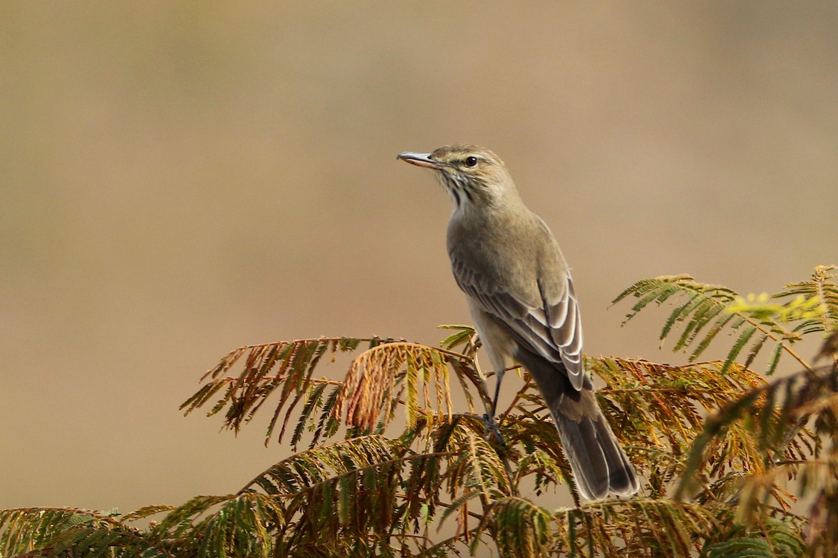 Gray-bellied Shrike-Tyrant - ML351361971