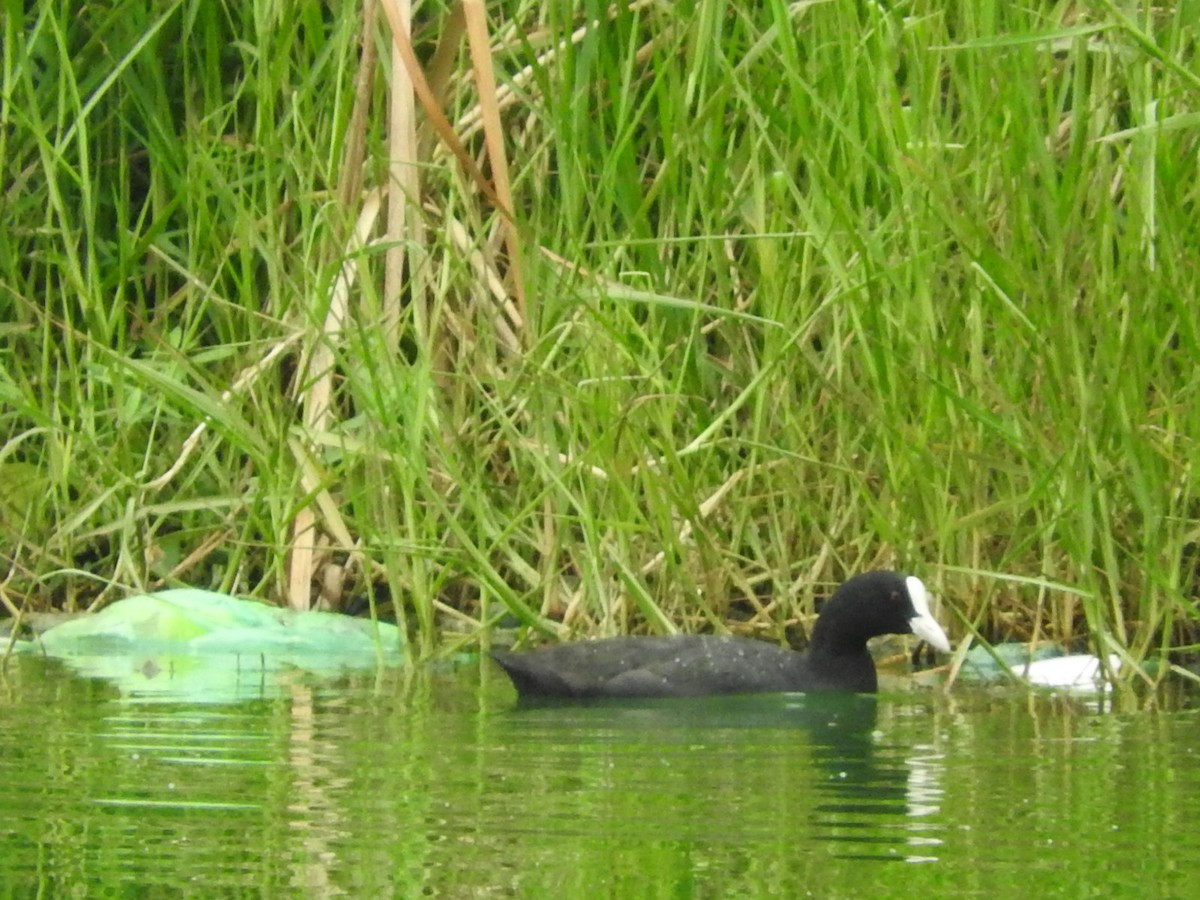 Eurasian Coot - ML35136251