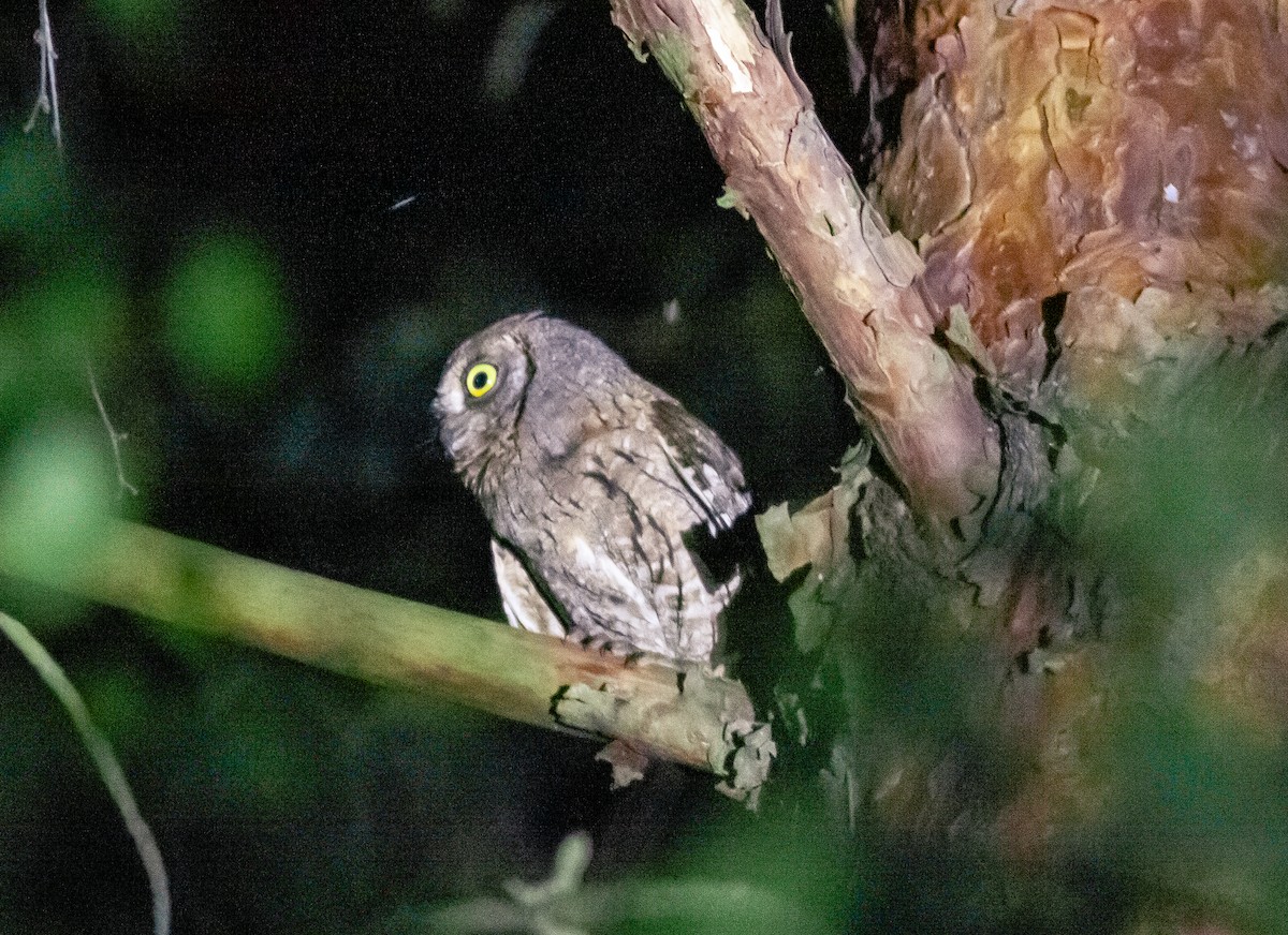 Eurasian Scops-Owl - ML351363311