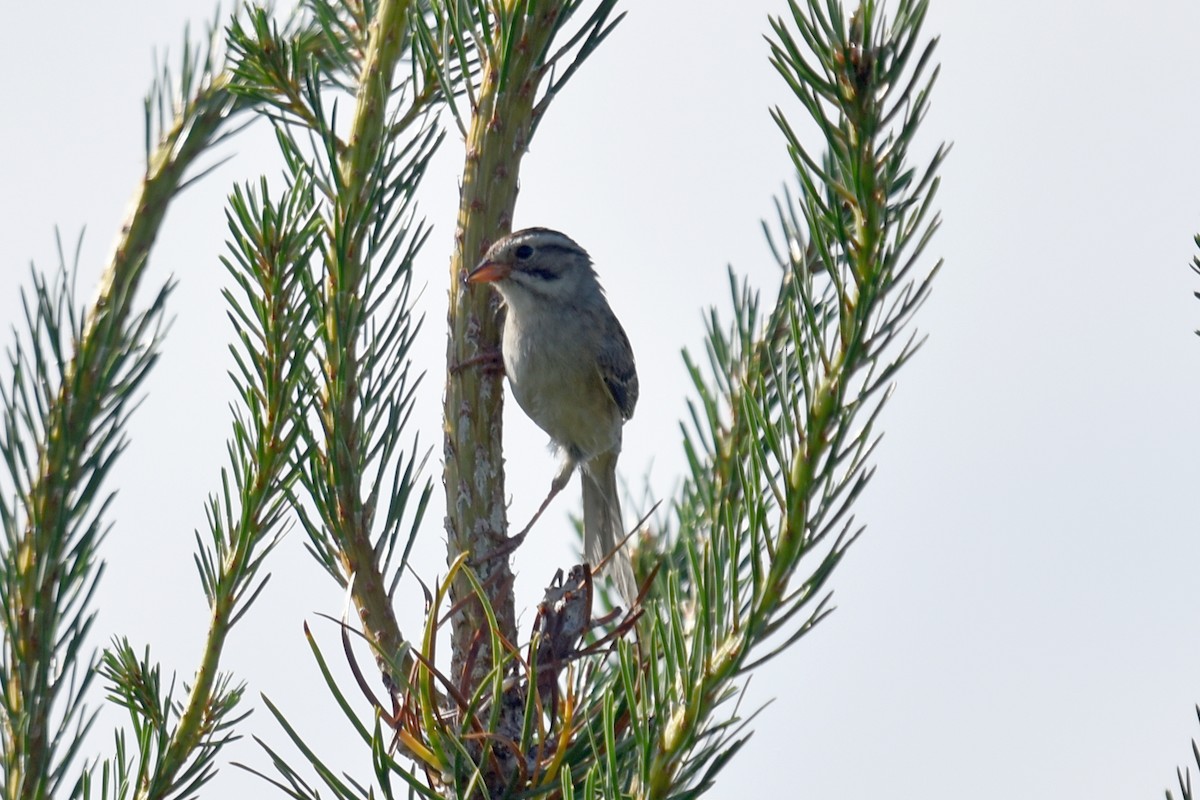 Clay-colored Sparrow - ML351363651