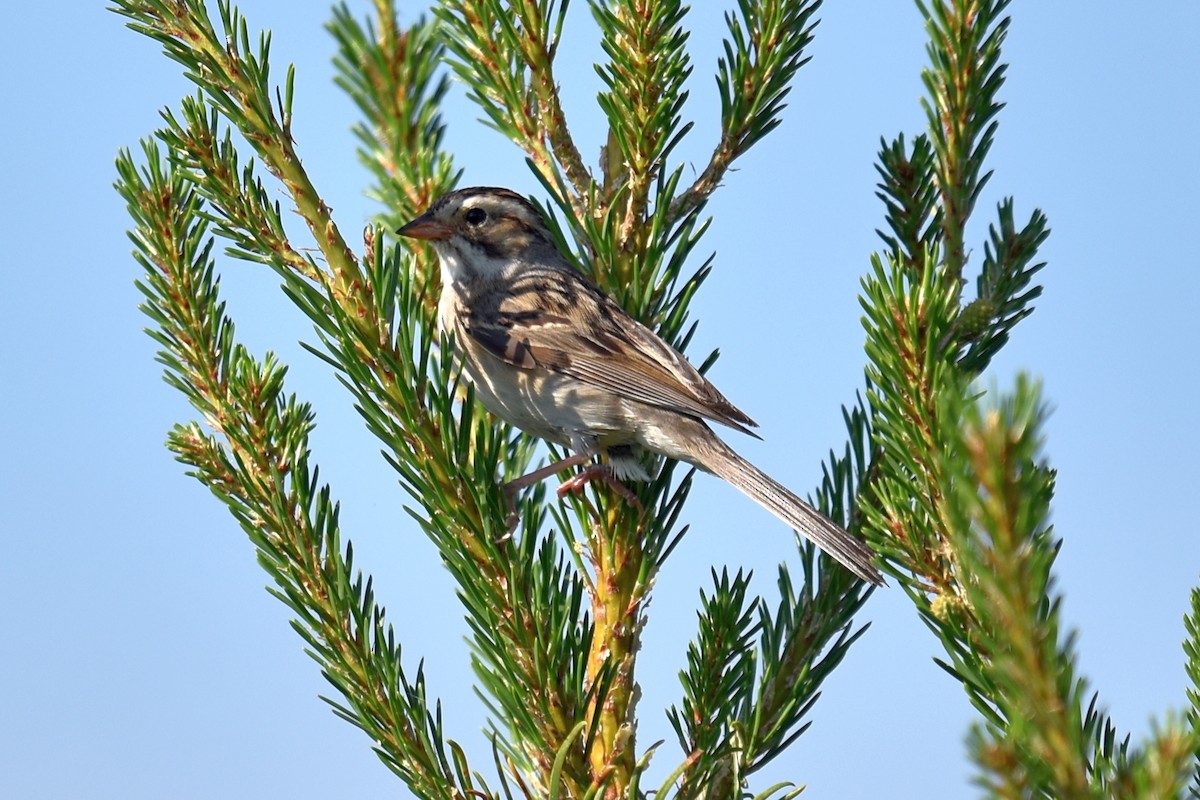 Clay-colored Sparrow - ML351363661