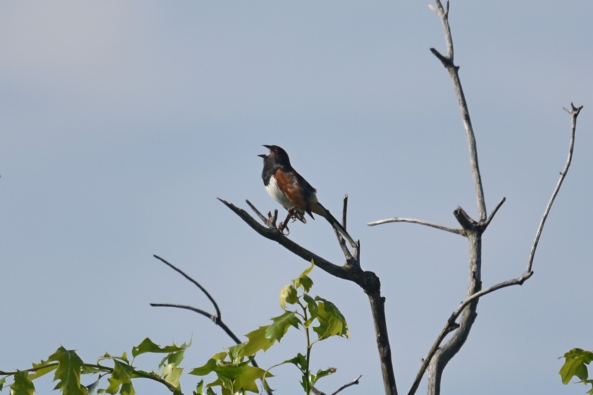 Eastern Towhee - ML351363671