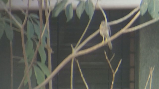 shikrahauk - ML351365251