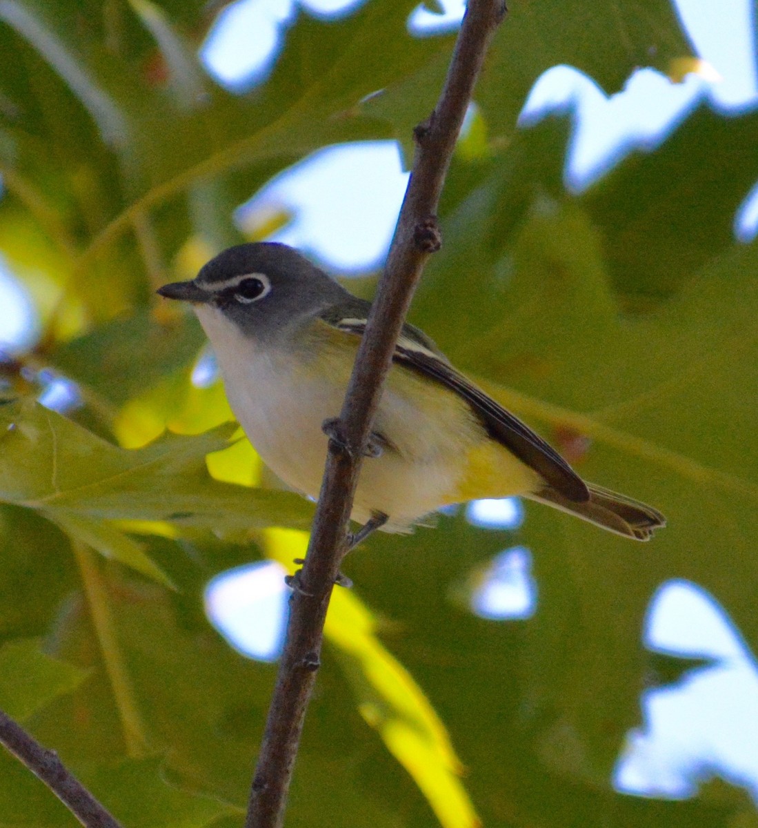 Blue-headed Vireo - Anthony Zerafa