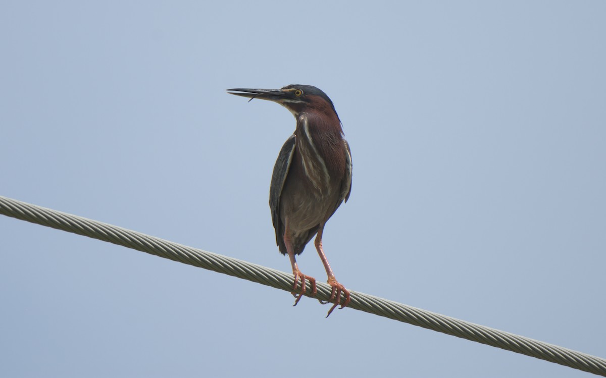 Green Heron - Richard Snow