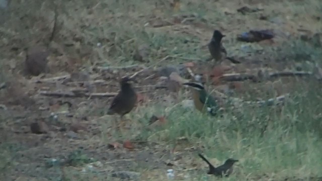 indiapitta - ML351367911