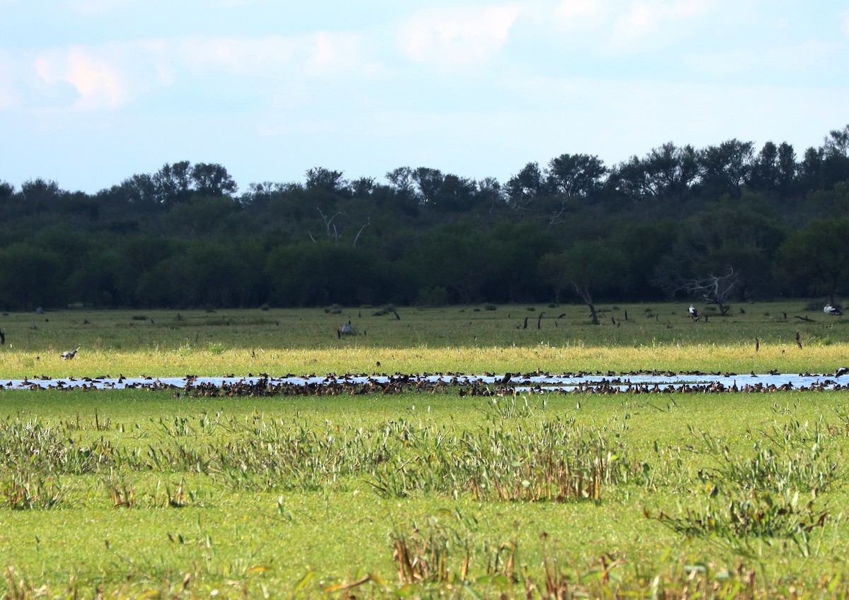 Fulvous Whistling-Duck - ML351369101