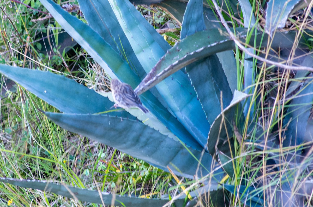 Band-tailed Sierra Finch - ML351369431