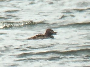 White-winged Scoter - ML351369891