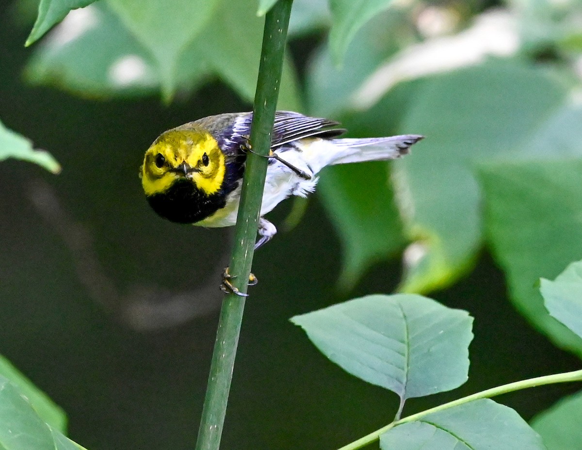 Black-throated Green Warbler - ML351370181