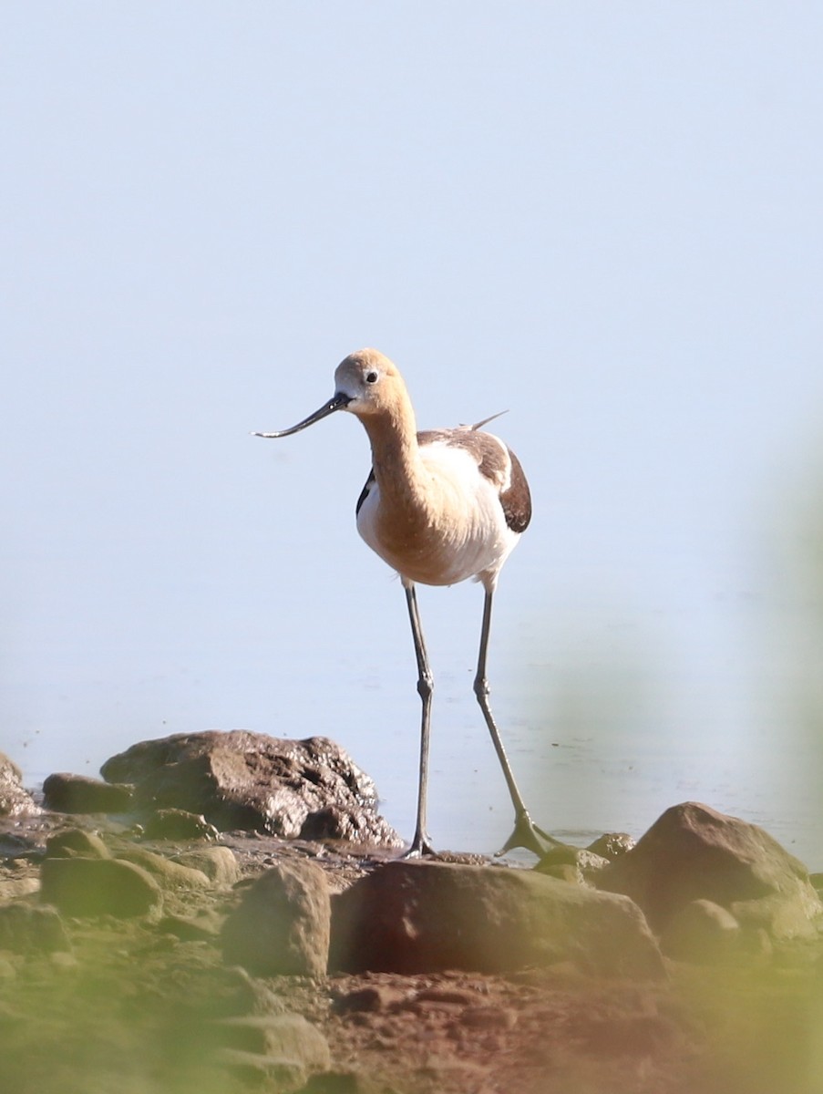 Avocette d'Amérique - ML351370501