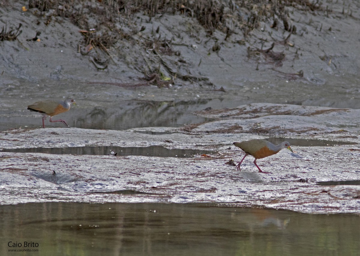 Little Wood-Rail - Caio Brito | Brazil Birding Experts