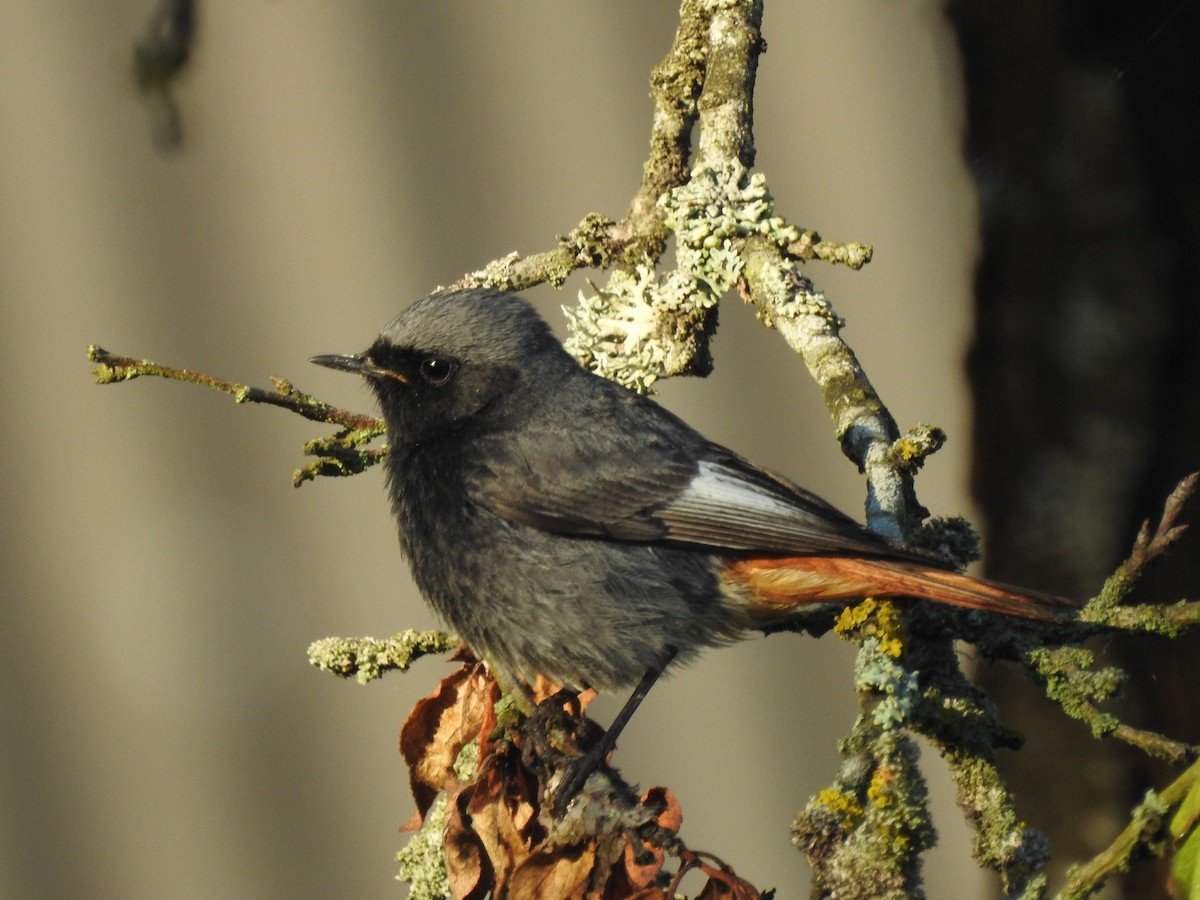 Black Redstart - ML351371871