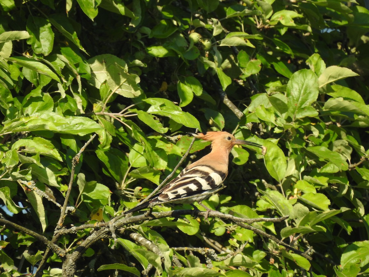 Eurasian Hoopoe - ML351371951