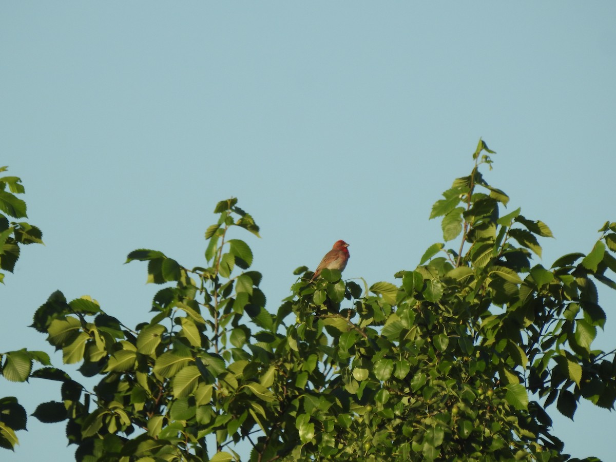 Common Rosefinch - ML351372091