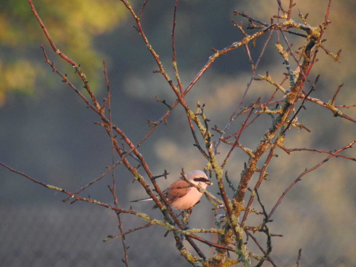 Red-backed Shrike - ML351372271